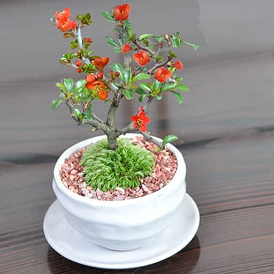 梅 盆栽 6号鉢相当 極太❗ ま hb00123a-03-a.jpg