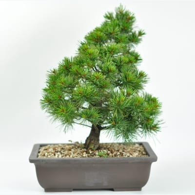 赤石五葉松 素材木の盆栽を販売｜盆栽妙 – 盆栽妙 本店