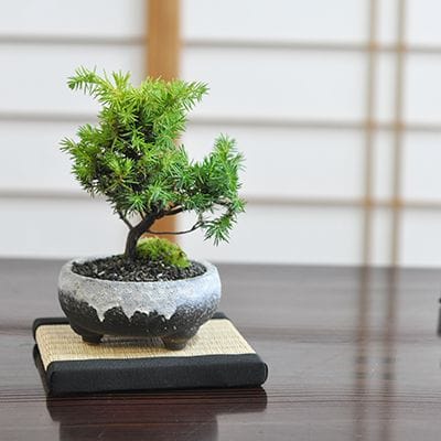 ミニ杜松の盆栽を販売｜盆栽妙 – 盆栽妙 本店