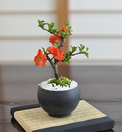 ミニ長寿梅 八重の花盆栽｜盆栽妙 – 盆栽妙 本店