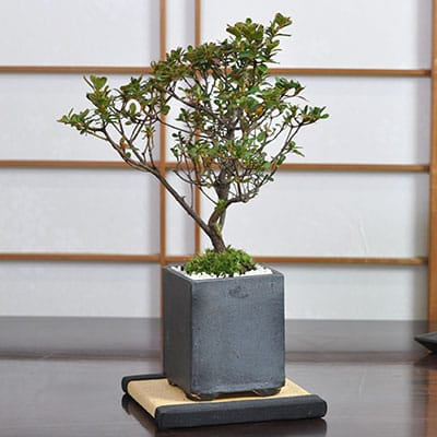 さつき 深山満月の盆栽を販売｜盆栽妙 – 盆栽妙 本店