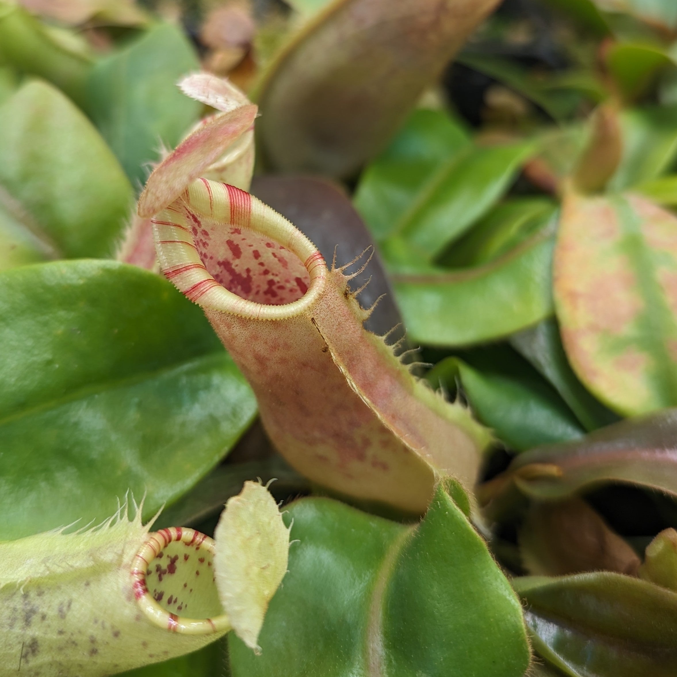 Nepenthes veitchii LL x (sumatrana x platychila), CAR-0251 – Carnivero