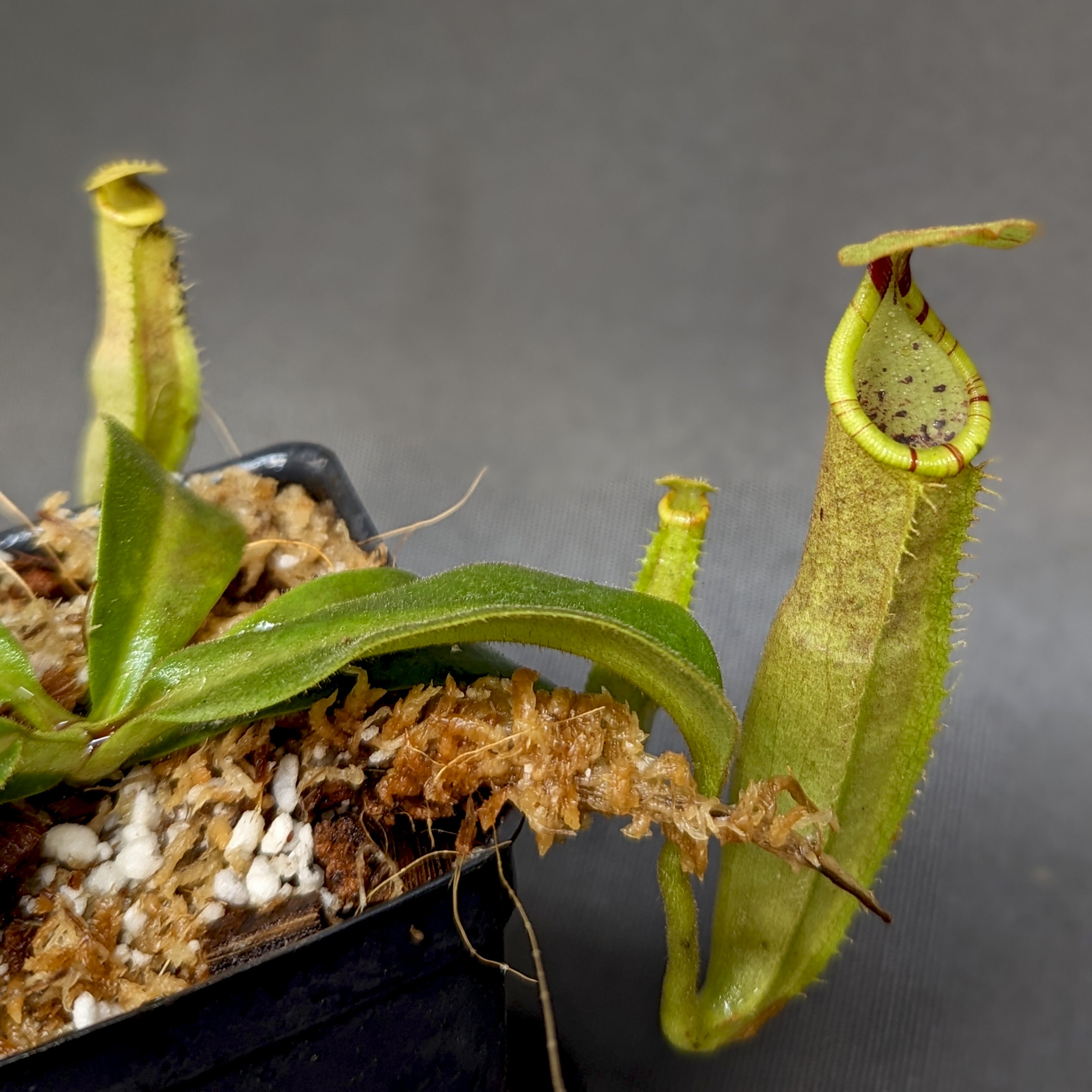Nepenthes veitchii LL x (sumatrana x platychila), CAR-0251 – Carnivero