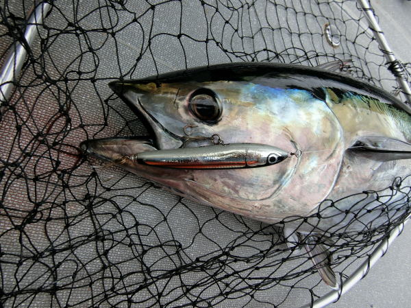 カーペンター BLC84／20 R－PM SC ブルーチェイサー