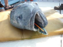 コーラル バイパー CV GTロッド