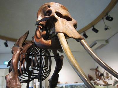 ナウマンゾウ／佐野市