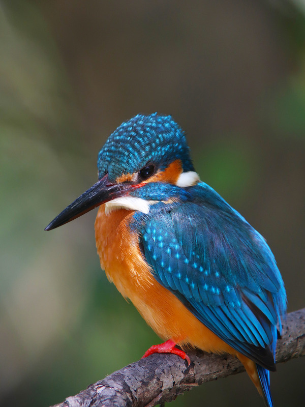 野鳥写真研究室: 【実写レポート】CANON Powershot G9XmarkII