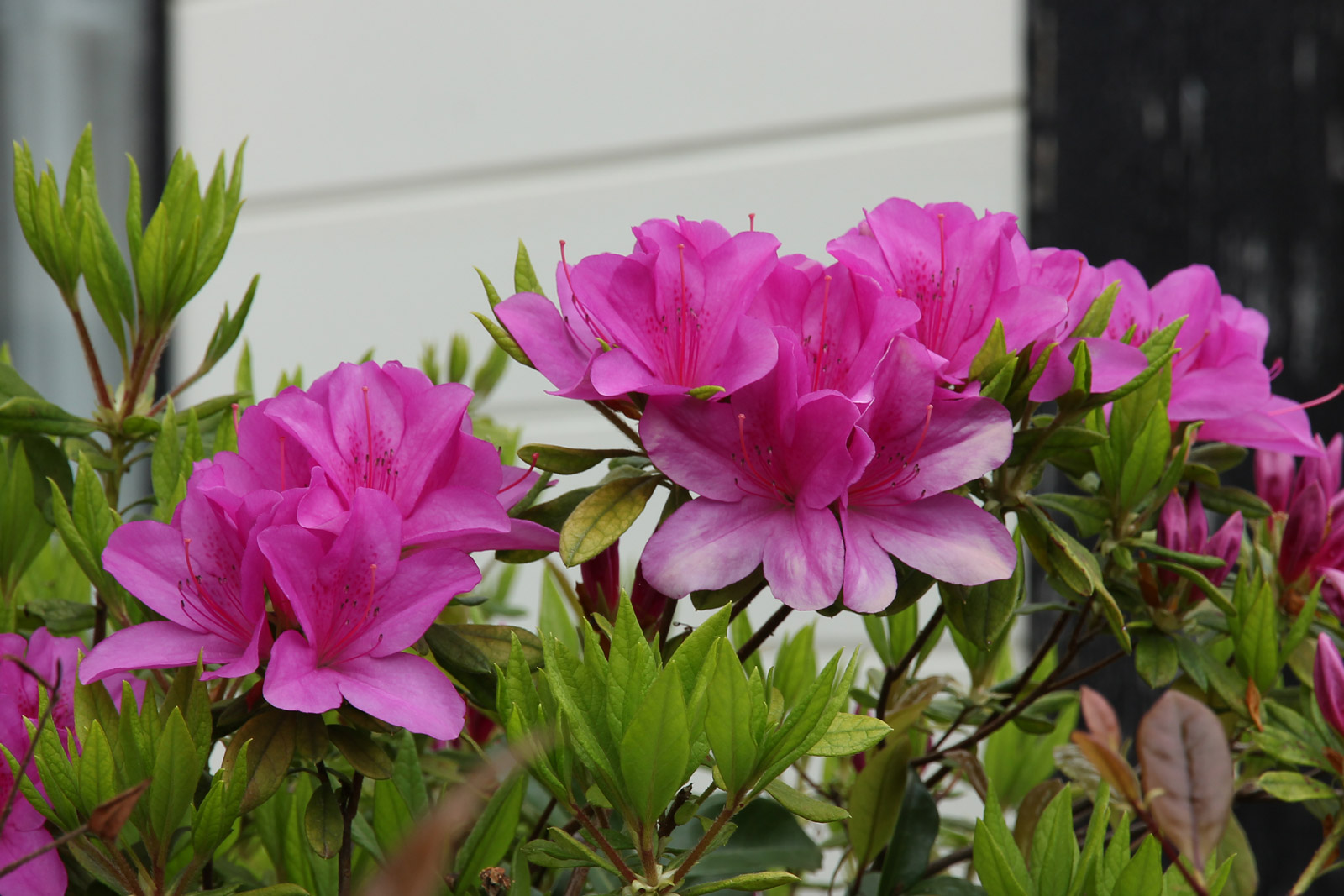 お花の写真集 / ツツジ(躑躅)