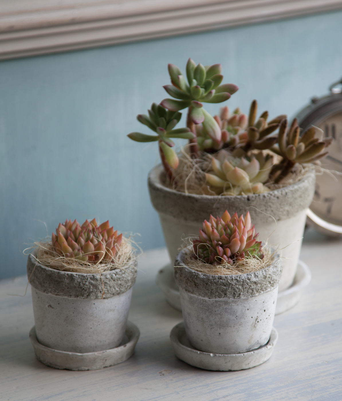 Top【選抜株】多肉植物 19586 カーニバル10個 鉢無し/脱土 Top【選抜株