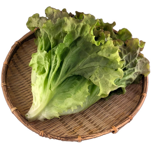 新鮮水耕野菜 サニーレタス｜新鮮でおいしいサラダ野菜・イタリア野菜