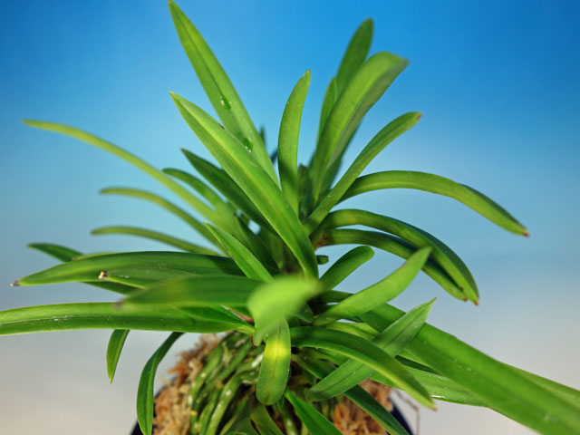 湖東錦中斑 - 野村風蘭研究室（佳風庵）