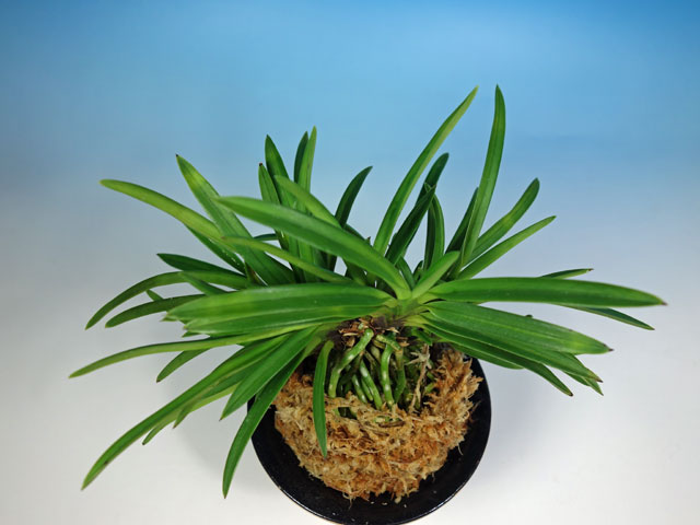 湖東錦中斑 - 野村風蘭研究室（佳風庵）