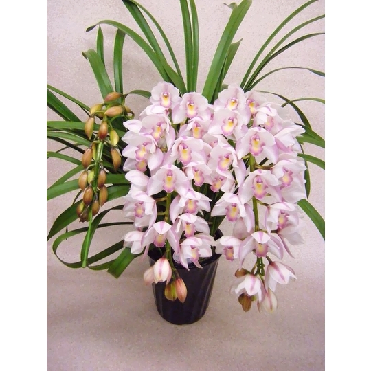 商品詳細 胡蝶蘭【グリーンショップ フェニックス】胡蝶蘭
