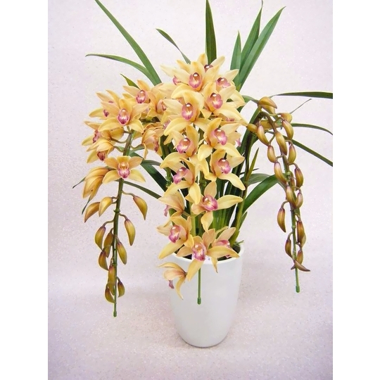 商品詳細 胡蝶蘭【グリーンショップ フェニックス】胡蝶蘭