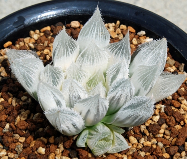Haworthia Society of Japan - Journal