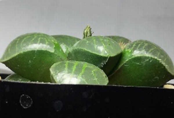 Haworthia Society of Japan - Journal