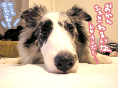 Hive Blog | 犬鑑札をオシャレに！！