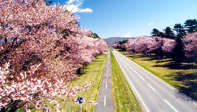 静内二十間道路の桜並木 | 各地の北海道遺産 | 次の世代に残したい