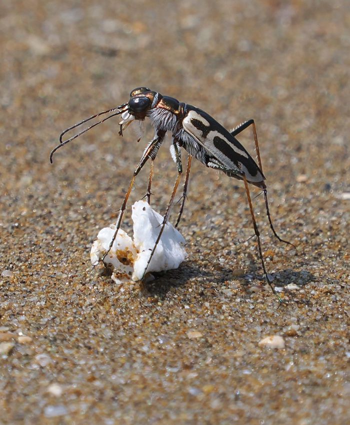 イカリモンハンミョウ