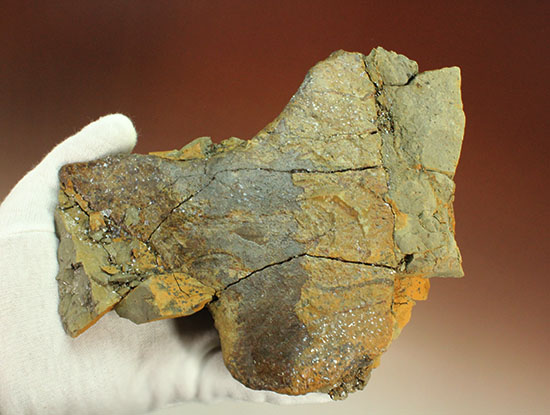 新着化石 トリケラトプスのフリル化石 | 化石セブンの最新情報