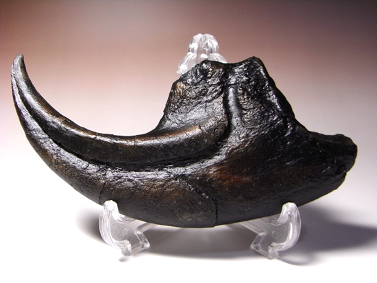 ジュラ紀の地上最強：アロサウルスの巨大かぎ爪のレプリカ レプリカ 販売