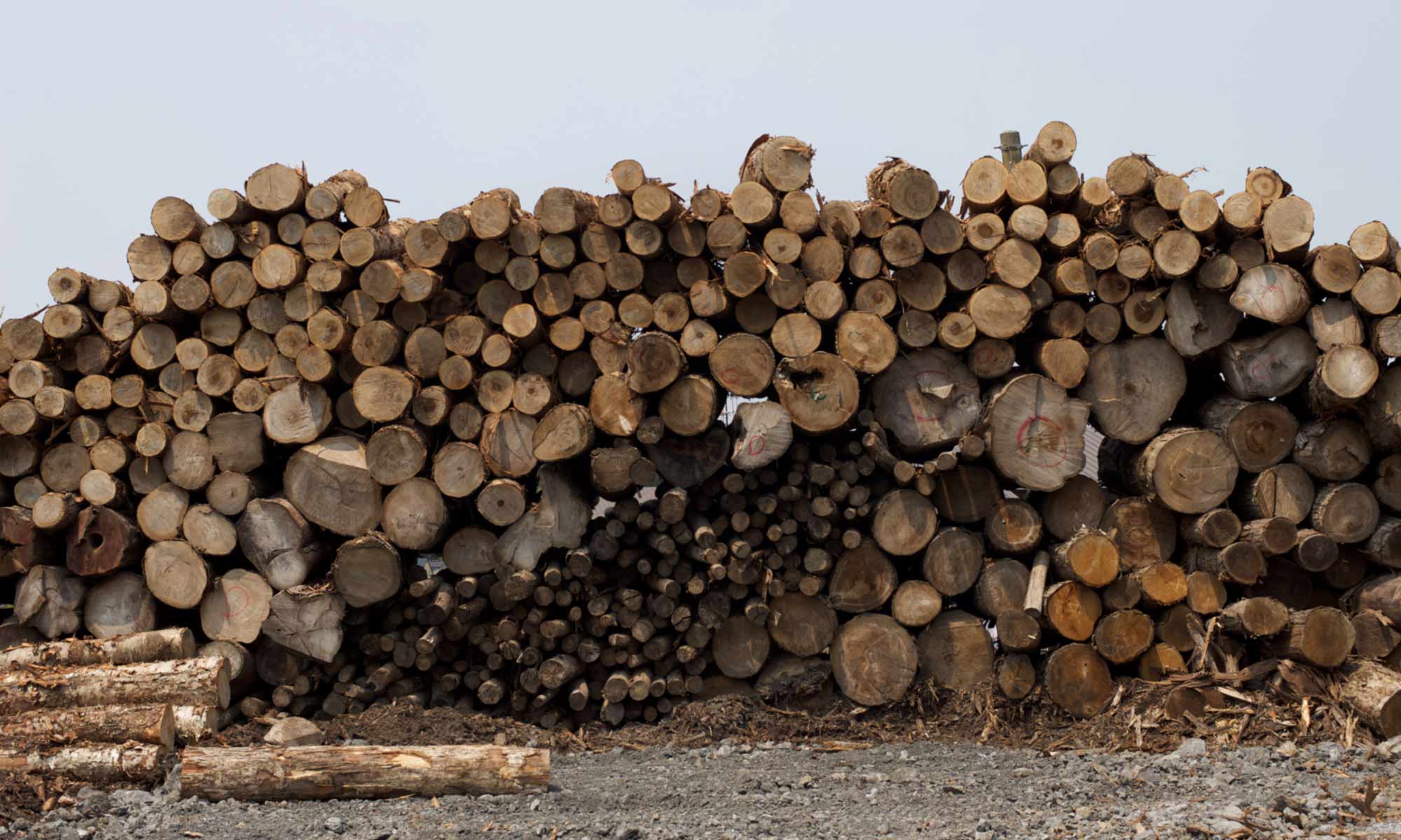 THE FOREST 北の住まい設計社