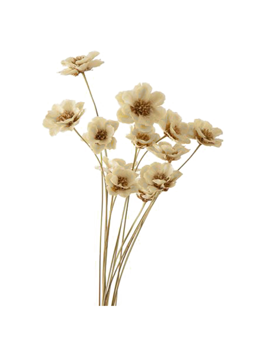 大地農園・アネモネフラワー・白・12本(32360-010) | プリザーブド