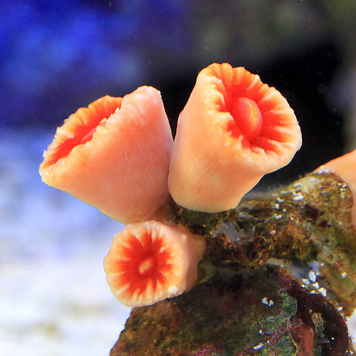  Amuseables Coral サンゴ　珊瑚　ぬいぐるみ original.JPG?1751893316