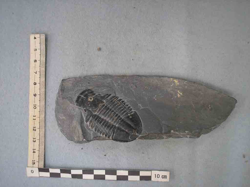 沖縄県立博物館・美術館