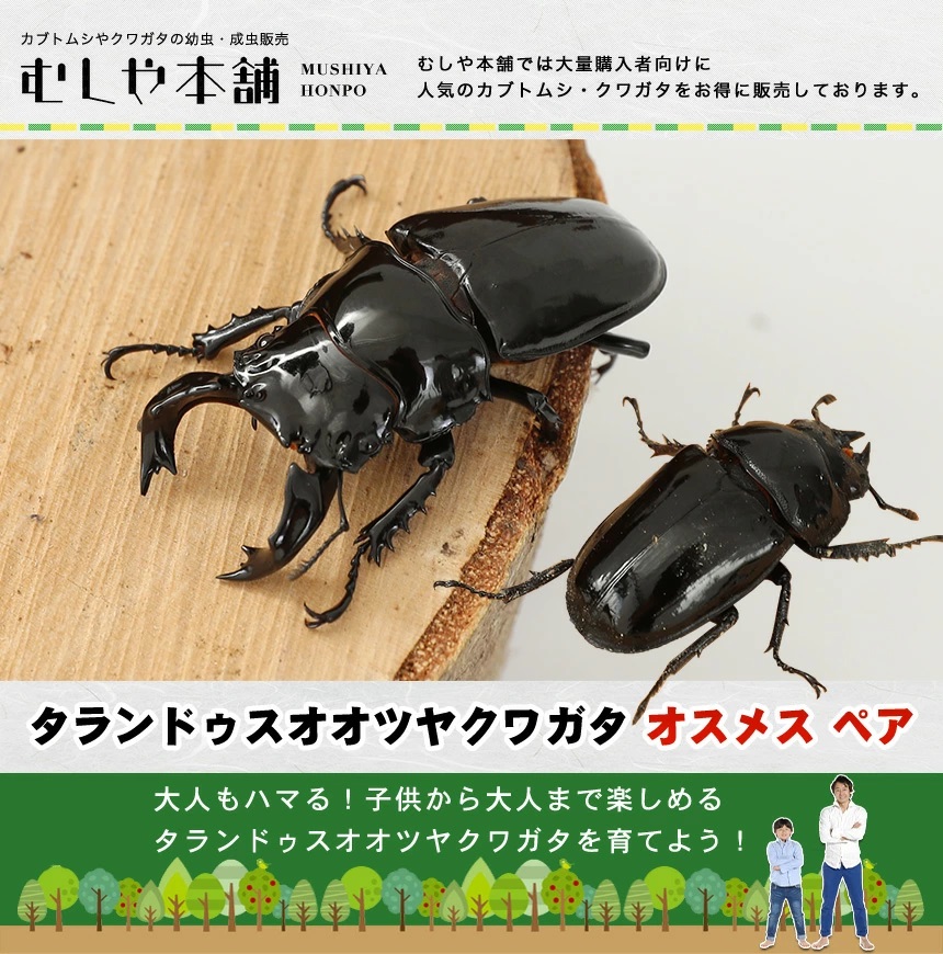 タランドゥスオオツヤクワガタ オス メス ペア LLサイズ オオクワガタ