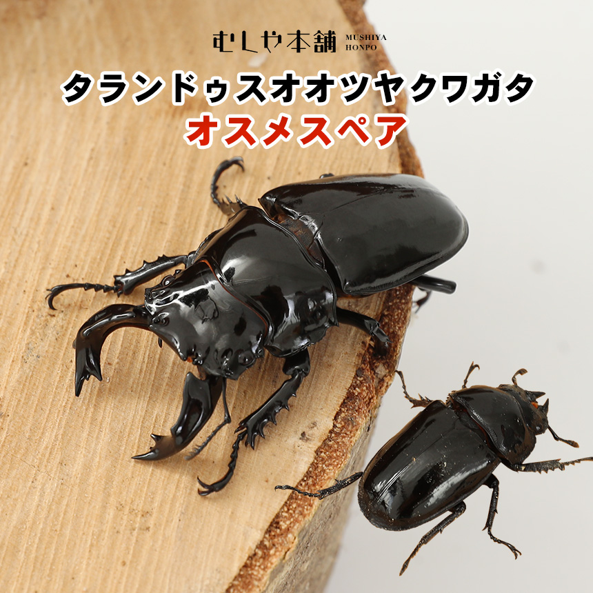 タランドゥスオオツヤクワガタ オオクワガタ幼虫・カブトムシ