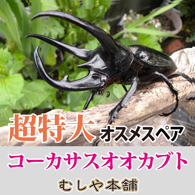 コーカサスオオカブトムシ 成虫 オスメスペア 超特大サイズ
