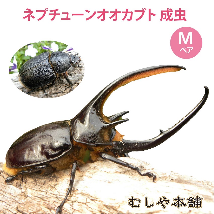 ネプチューンオオカブト オオクワガタ幼虫・カブトムシ（ヘラクレス