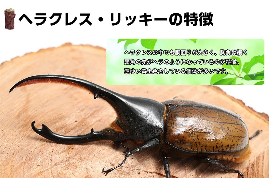 ヘラクレス・リッキー 幼虫（3令中期）オス オオクワガタ幼虫