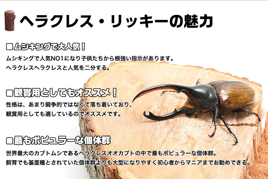 ヘラクレスリッキー成虫 オス 超特大157ミリ オオクワガタ幼虫