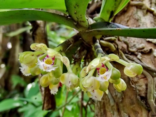 Orchids Walks wild orchirds trekking Thai Myanmar, Trekking