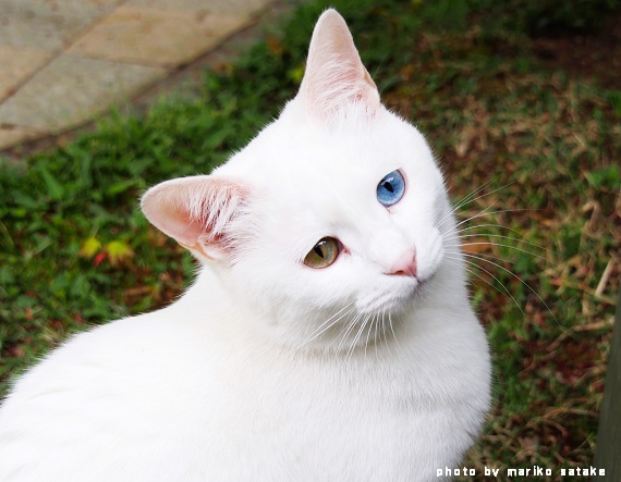 猫ねこ展始まる！│フェリシモ猫部