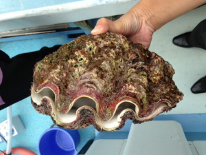 どデカ！ | 沖縄のお土産 - 元祖 紅いもタルト - 御菓子御殿 【 公式 】