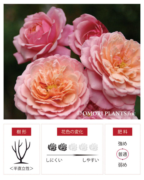 商品紹介－バラ GUILLOT(ギヨー) プリP．J．ルドゥーテ｜大森プランツ