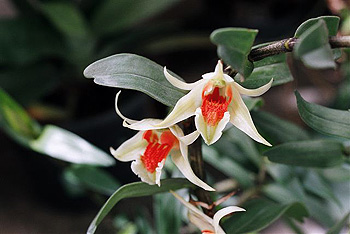 ミャンマーの野生ラン Wild Orchids in Myanmar Dr. Yoshitaka Tanaka