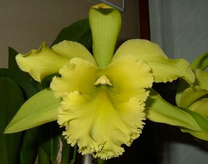 blcportsofparadisegreneyriesgi