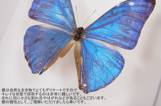 送料無料】ロスチャイルドトリバネアゲハ , 蝶の標本 販売・通販の