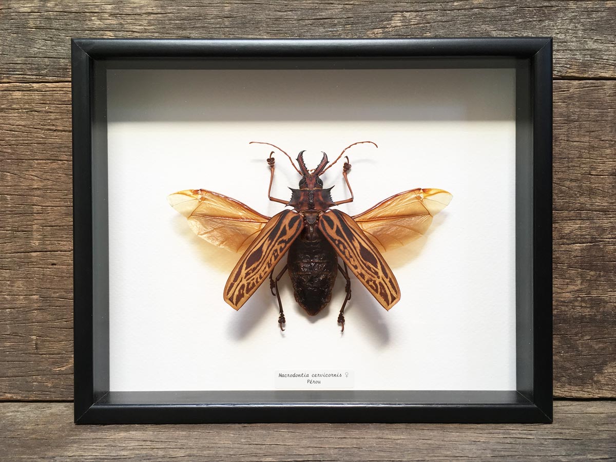 Macrodontia cervicornis – the Otherist