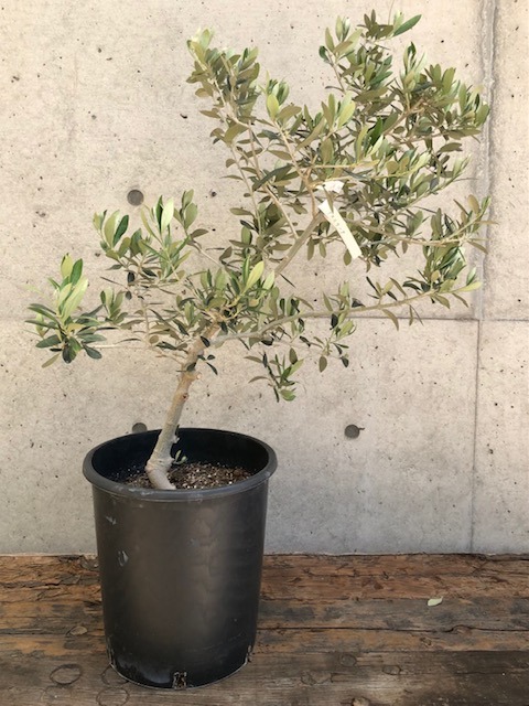 オリーブの木「アスコラーナ」 (Powerdio Club)