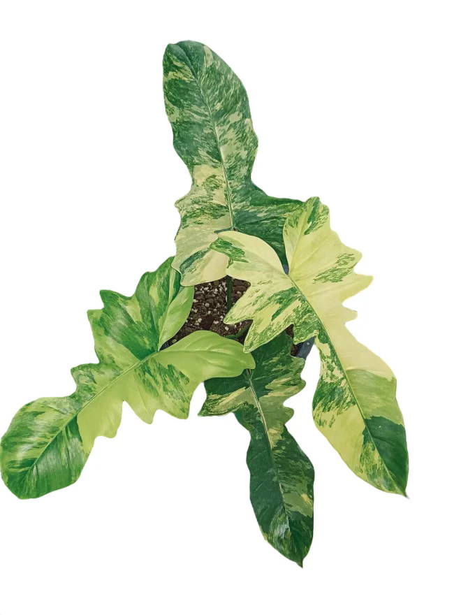 Philodendron Florida Beauty x Mayoi Care Guide – Plant Vault