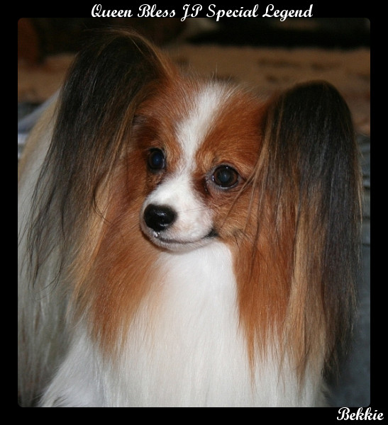 パピヨン トップブリーダー ：ショードッグ男の子集☆Queen Bless