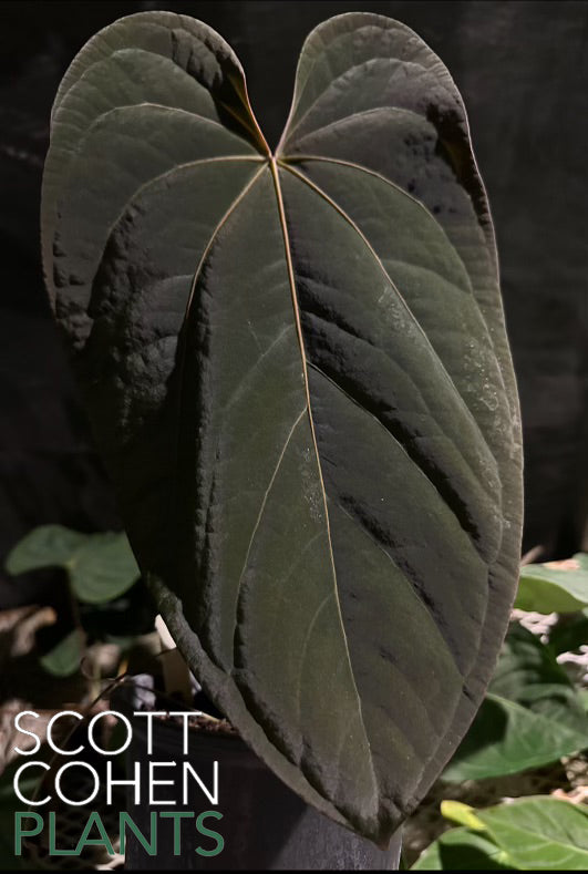 Anthurium Dressleri x Portillae - Rare Hybrid Aroid | Scott Cohen