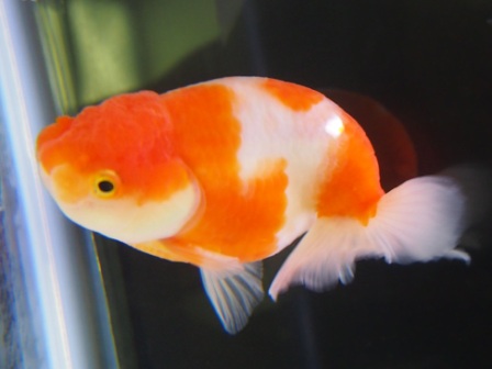 金魚カタログ/桜錦（サクラニシキ）