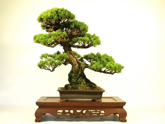 五葉松盆栽 模様木 No.a6-3 | 五葉松 専門盆栽園 松風園(しょうふう