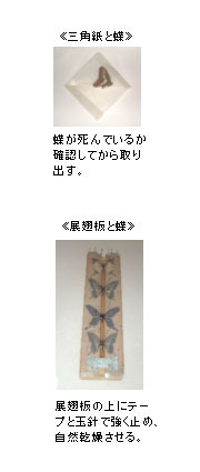 志賀昆虫オンラインショップ 標本の作成方法